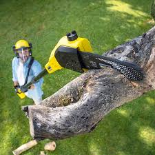 Professional Tree Removal Services in Pittsfield, MA